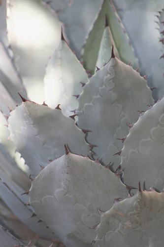 Botanicals Focus - Prosper - Tony Koukos