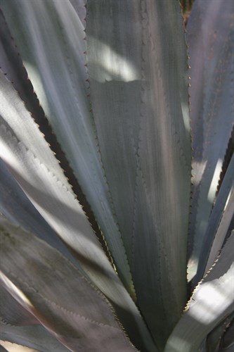 Botanicals Focus - Rise - Tony Koukos