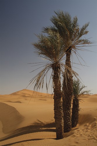 Saharan Scene - Tony Koukos
