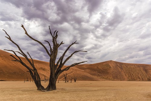Dynamic Horizons - Catherina Unger