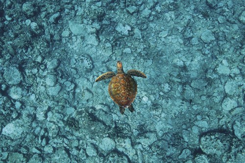 Turtle Adventure - Nathan Secker