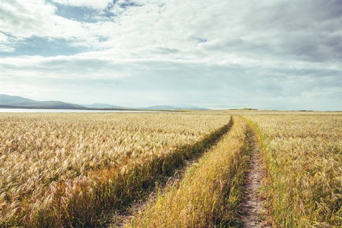 Between The Fields - Matt Roseveare