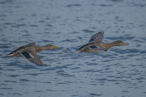 Duet in Flight - Matt Roseveare