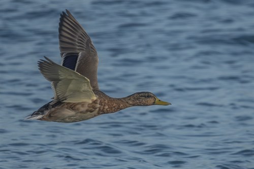Solo in Flight - Matt Roseveare