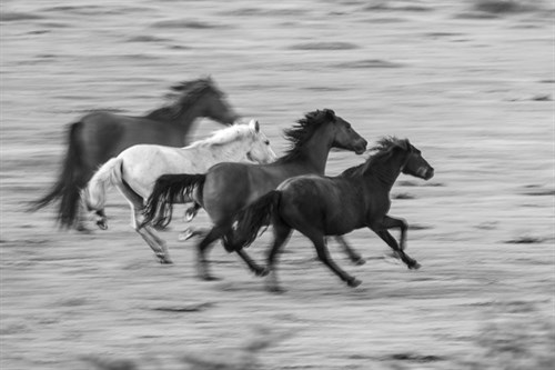 Wild Gallop - Matt Roseveare
