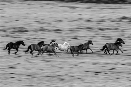 Herd Racing - Matt Roseveare