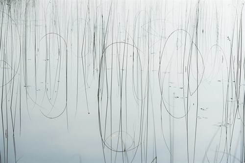 Lake Reeds - Strewn - Mike Toy