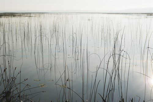 Lake Reeds - Scattered - Mike Toy