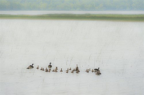 Lake Genre - Ducks - Mike Toy