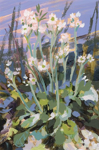 Primrose Study - Shine - Jennifer L Mohr