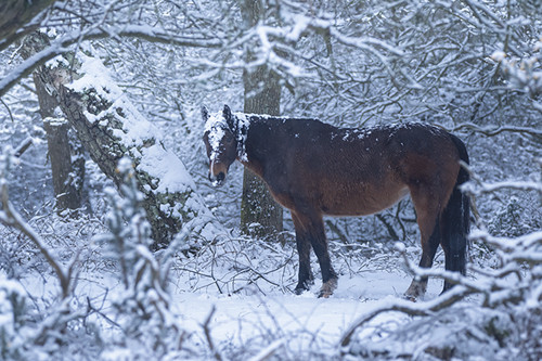 Snowfall Stance - Matt Roseveare