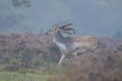 Among the Heather - Matt Roseveare