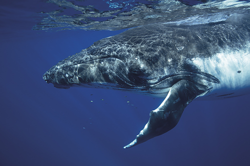 Focused Submerge - Nathan Secker