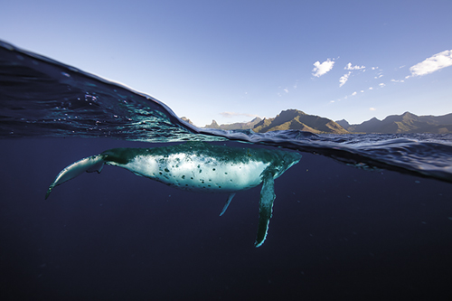 Mountain Above - Glide - Nathan Secker