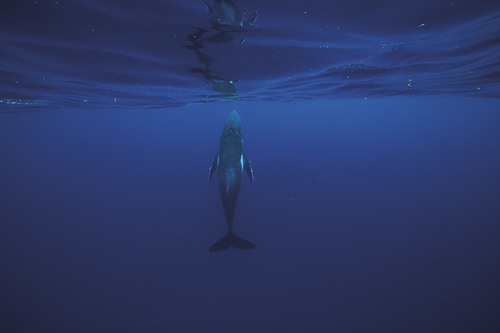 Ocean Diver - Nathan Secker