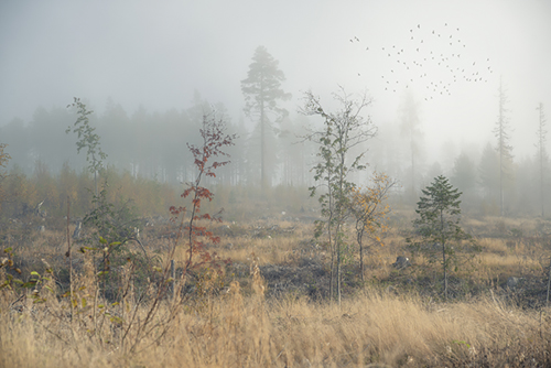 Desert Grasslands - Andreas Stridsberg