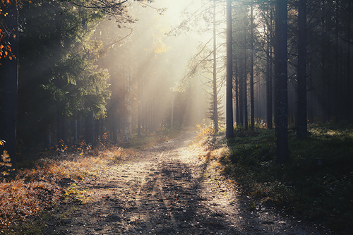 Concealed Copse - Andreas Stridsberg