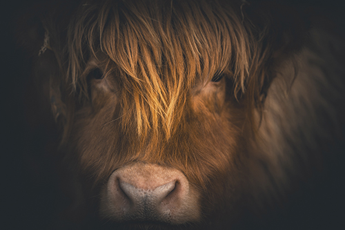 Highland Focus - Florian Schleinig