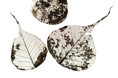 Shedded Leaves - Tal Paz-Fridman