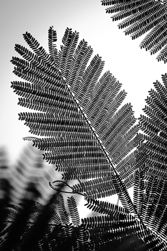 Natural Geometries - Plant - Tal Paz-Fridman