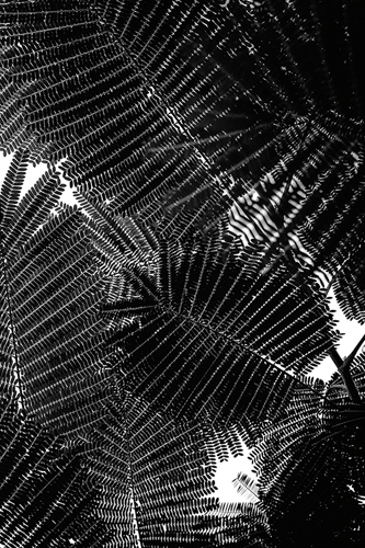 Natural Geometries - Bush - Tal Paz-Fridman
