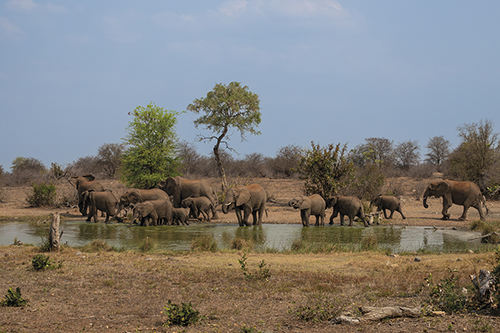 Elephant Council - Richard Palmer