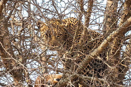A Successful Hunt - Richard Palmer