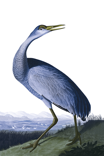 Sandhill Crane - Vivid - Eccentric Accents