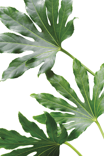 Organic Fronds - Mitts - Linda Wood