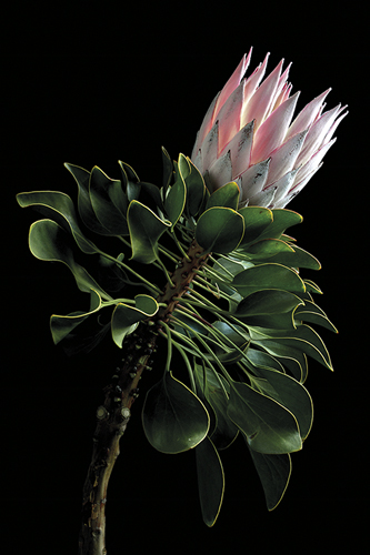 King for a Day - King Protea - Nadia Culph