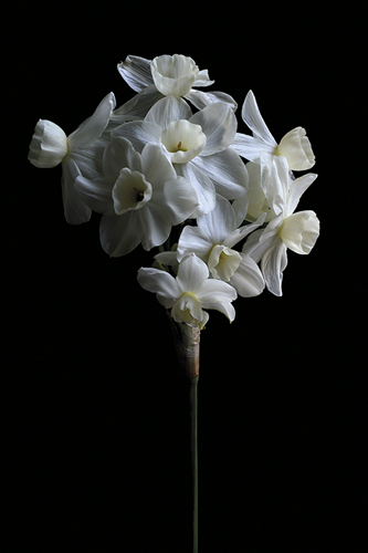Jonquil - Nadia Culph
