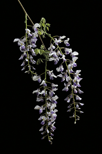 Wisteria Flowers - Nadia Culph