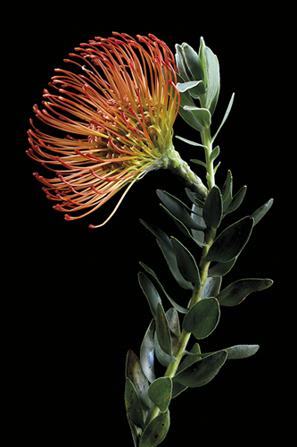 Leucospermum - Protea Wildflower - Nadia Culph
