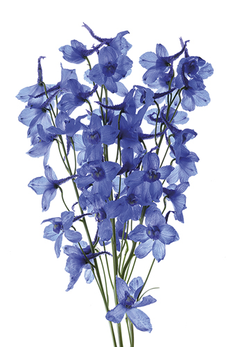 Blue Delphinium Grandiflorum - Nadia Culph