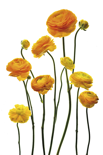 Yellow Ranunculus - Nadia Culph