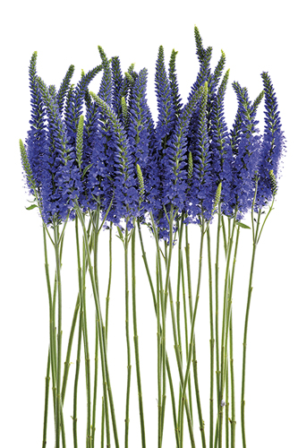 Blue Speedwell - Nadia Culph