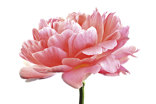 Pink Peony - Nadia Culph