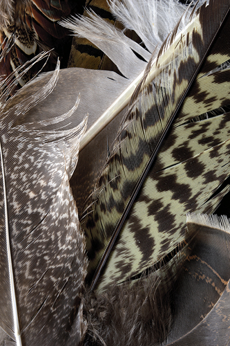 Feather Bundle - Nadia Culph