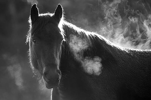 Pondering Pony - Mist - Matt Roseveare