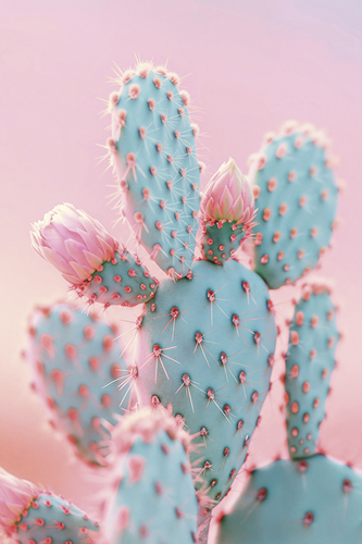 Blush Botanicals - Prickles - Philippe Hugonnard