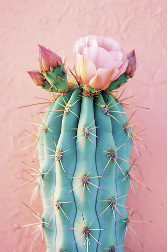Blush Botanicals - Thorns - Philippe Hugonnard