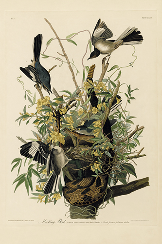 Mocking Bird - James Audubon