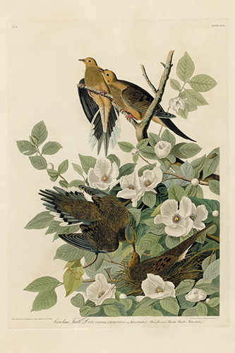 Carolina Turtle Dove - James Audubon