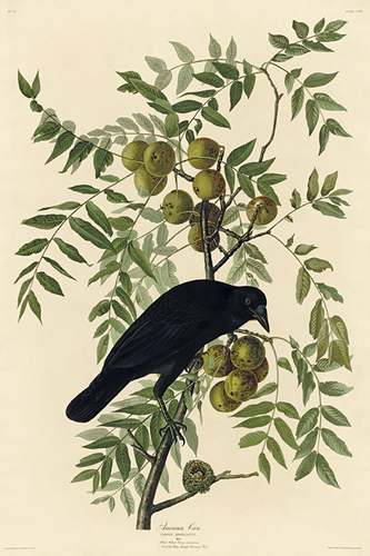 American Crow - James Audubon