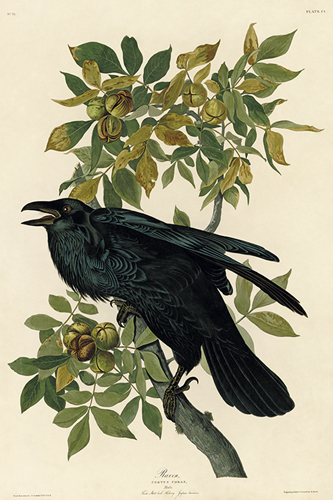 Raven - James Audubon