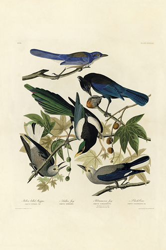 Yellow Billed Magpie, Stellers Jay, Ultramarine Jay, Clark's Crow - James Audubon