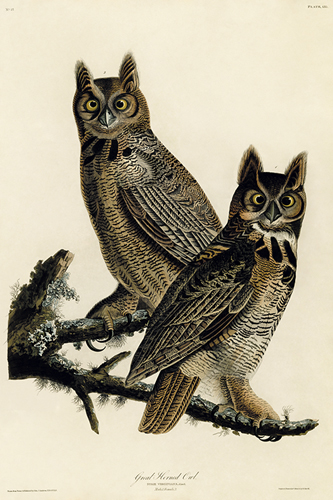 Great Horned Owl - James Audubon