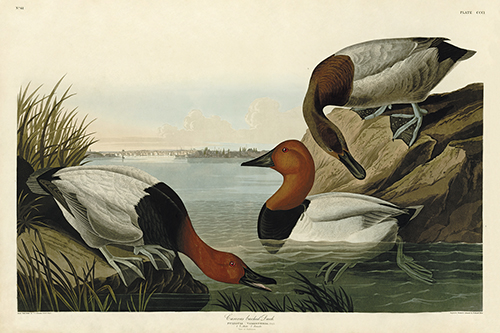 Canvas backed Duck - James Audubon