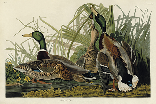 Mallard Duck - James Audubon