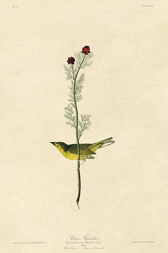 Selby's Flycatcher - James Audubon
